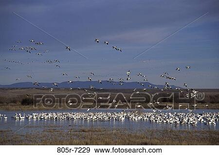 Snow Geese, New Mexico, USA View Large Photo Image Stock Photo - Snow Geese, New Mexico, USA. Fotosearch