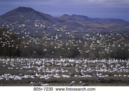 Snow Geese View Large Photo Image Stock Image - Snow Geese. Fotosearch