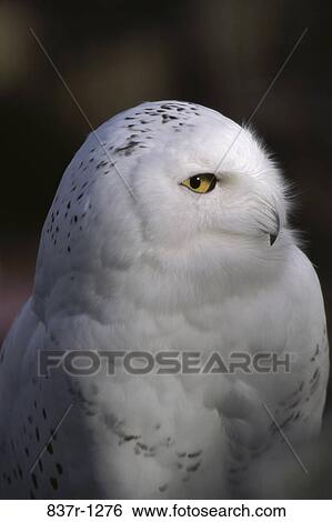 Stock Photograph - Snowy Owl. Fotosearch