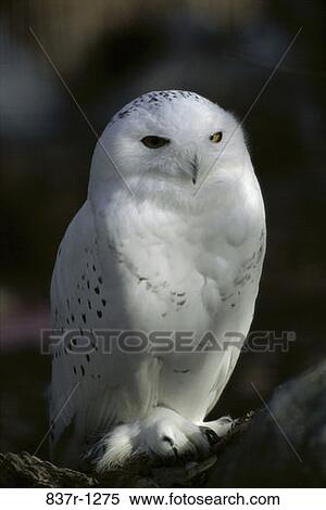 Snowy Owl View Large Photo Image Stock Photography - Snowy Owl. Fotosearch