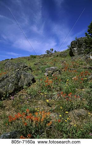 Soda Mountain Wilderness, Oregon, USA View Large Photo Image Stock Image - Soda Mountain Wilderness, Oregon, USA. Fotosearch