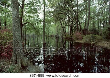 South Carolina, USA View Large Photo Image Stock Photo - South Carolina, USA. Fotosearch