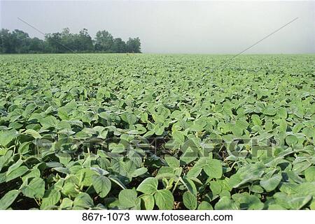 Soybean Field View Large Photo Image Stock Image - Soybean Field. Fotosearch
