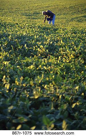 Soybean Field View Large Photo Image Stock Photography - Soybean Field. Fotosearch