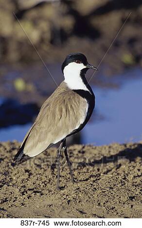 Spur-winged Plover View Large Photo Image Stock Photography - Spur-winged Plover. Fotosearch