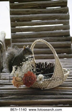 Stock Image - squirrel, flowers, basket, nature, arrangement, animal, mammal. Fotosearch