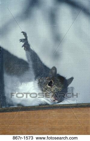 squirrel, humor, mischievous, humorous, animal, screen View Large Photo Image Stock Image - squirrel, humor, mischievous, humorous, animal, screen. Fotosearch