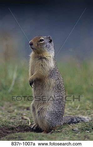Squirrel View Large Photo Image Stock Image - Squirrel. Fotosearch