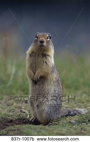 Squirrel View Large Photo Image Stock Image - Squirrel. Fotosearch