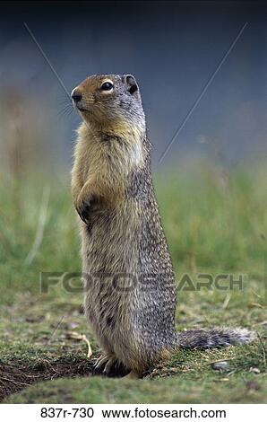 Squirrel View Large Photo Image Stock Image - Squirrel. Fotosearch