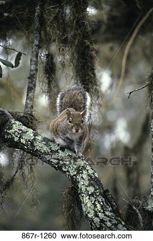 Squirrel View Large Photo Image Stock Image - Squirrel. Fotosearch