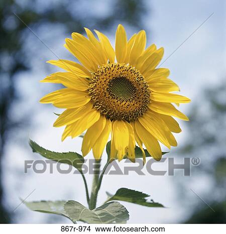 Sunflower View Large Photo Image Picture - Sunflower. Fotosearch