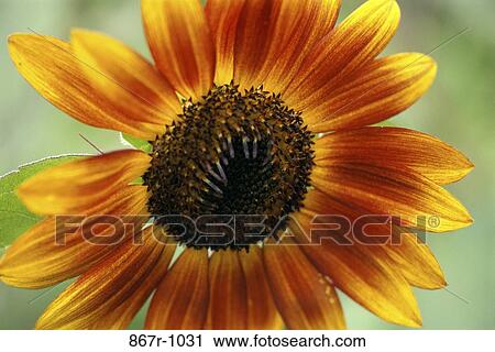 Sunflower View Large Photo Image Stock Image - Sunflower. Fotosearch