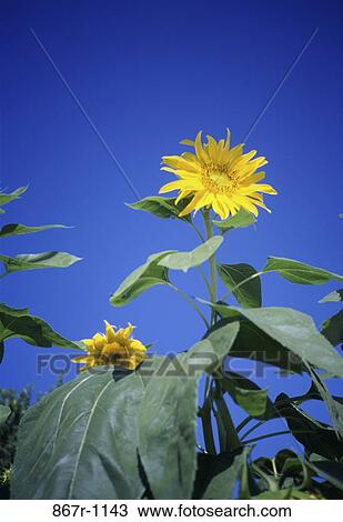 Sunflowers View Large Photo Image Stock Image - Sunflowers. Fotosearch