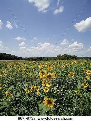 Sunflowers View Large Photo Image Stock Image - Sunflowers. Fotosearch