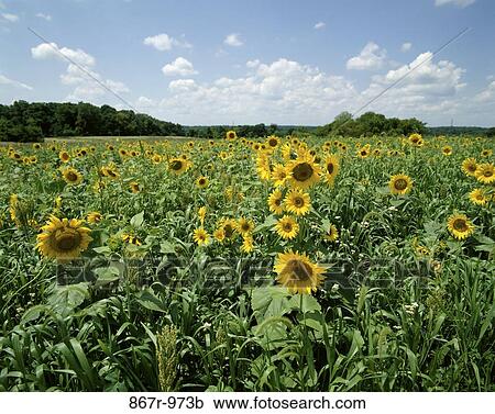 Sunflowers View Large Photo Image Stock Image - Sunflowers. Fotosearch