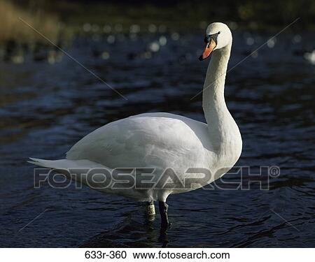 Stock Image - Swan. Fotosearch