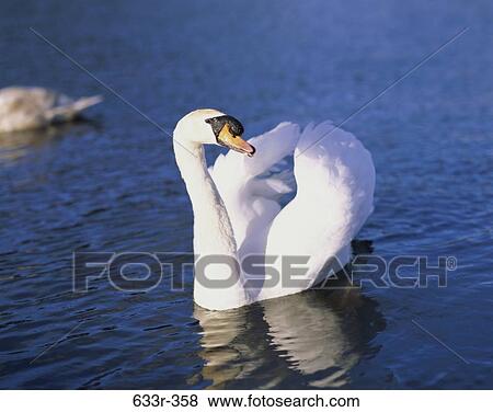 Swan View Large Photo Image Stock Photo - Swan. Fotosearch