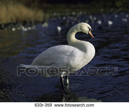 Swan View Large Photo Image Stock Photo - Swan. Fotosearch