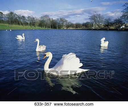 Swans View Large Photo Image Stock Photo - Swans. Fotosearch
