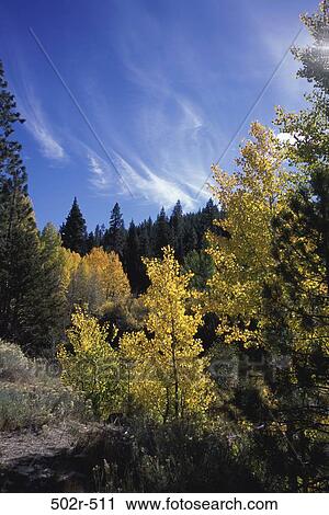 Stock Image - Tahoe National Forest, California, USA. Fotosearch