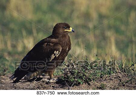 Stock Image - Tawny Eagle. Fotosearch