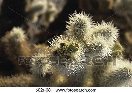 Teddy Bear Cactus View Large Photo Image Stock Image - Teddy Bear Cactus. Fotosearch