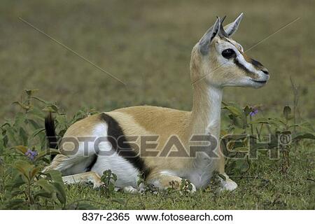 Thomson's Gazelle View Large Photo Image Stock Photography - Thomson's Gazelle. Fotosearch