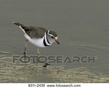 Three-banded Plover View Large Photo Image Stock Photo - Three-banded Plover. Fotosearch