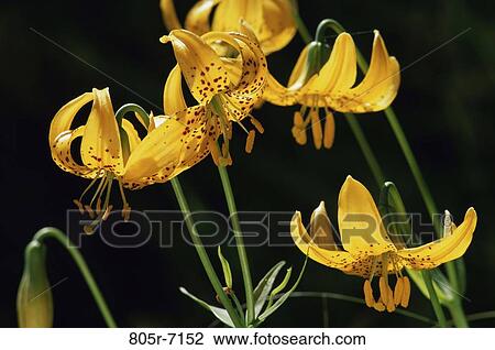 Tiger Lilies View Large Photo Image Stock Image - Tiger Lilies. Fotosearch
