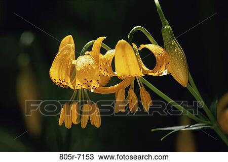 Tiger Lilies View Large Photo Image Stock Image - Tiger Lilies. Fotosearch