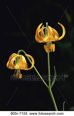 Stock Photography - Tiger Lilies. Fotosearch