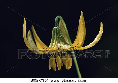 Picture - Tiger Lily. Fotosearch