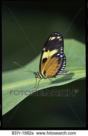 Stock Image - Tiger Longwing. Fotosearch