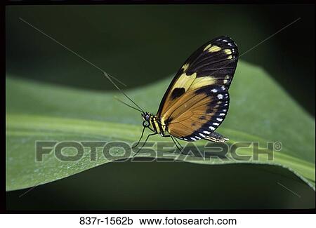 Tiger Longwing View Large Photo Image Stock Image - Tiger Longwing. Fotosearch