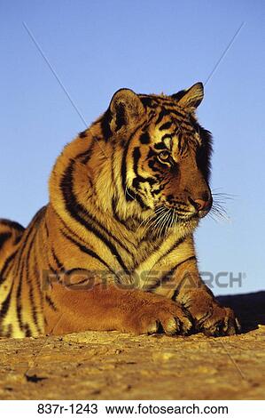 Tiger View Large Photo Image Stock Image - Tiger. Fotosearch