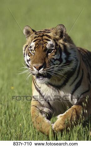 Tiger View Large Photo Image Stock Image - Tiger. Fotosearch