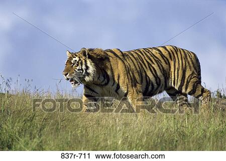 Tiger View Large Photo Image Stock Image - Tiger. Fotosearch
