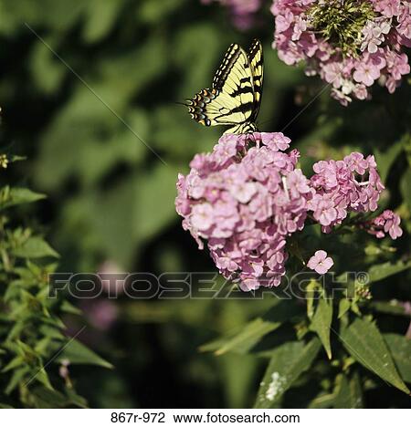 Tiger Swallowtail Butterfly View Large Photo Image Stock Image - Tiger Swallowtail Butterfly. Fotosearch