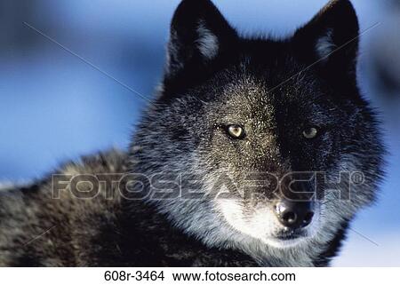 Timber Wolf View Large Photo Image Picture - Timber Wolf. Fotosearch