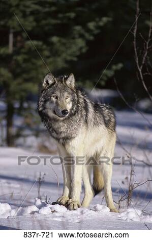 Timber Wolf View Large Photo Image Stock Image - Timber Wolf. Fotosearch