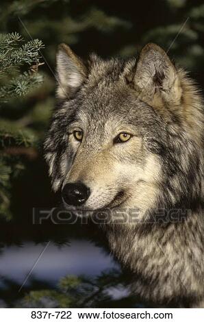 Timber Wolf View Large Photo Image Stock Image - Timber Wolf. Fotosearch