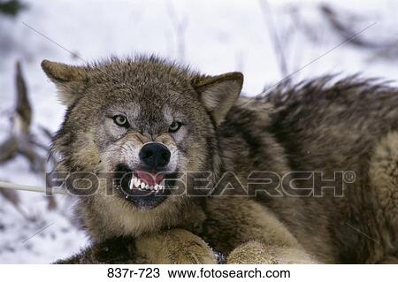Timber Wolf View Large Photo Image Stock Image - Timber Wolf. Fotosearch