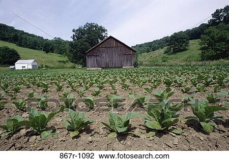 Tobacco Field View Large Photo Image Stock Image - Tobacco Field. Fotosearch