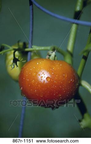 Tomato View Large Photo Image Stock Image - Tomato. Fotosearch