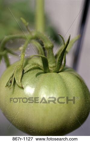 Stock Photo - Tomato. Fotosearch