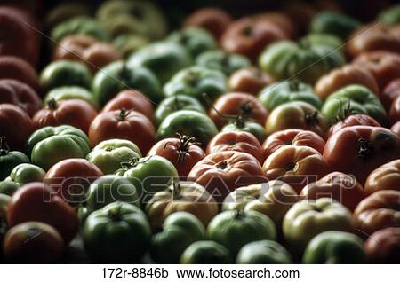 Tomatoes View Large Photo Image Stock Image - Tomatoes. Fotosearch