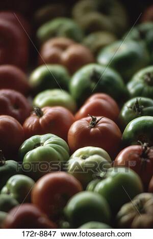 Tomatoes View Large Photo Image Stock Photo - Tomatoes. Fotosearch