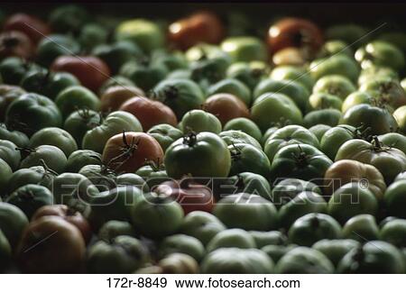 Tomatoes View Large Photo Image Stock Photo - Tomatoes. Fotosearch
