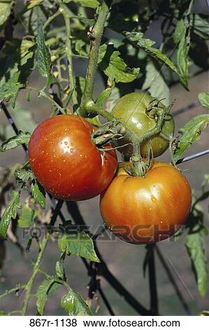 Stock Photo - Tomatoes. Fotosearch